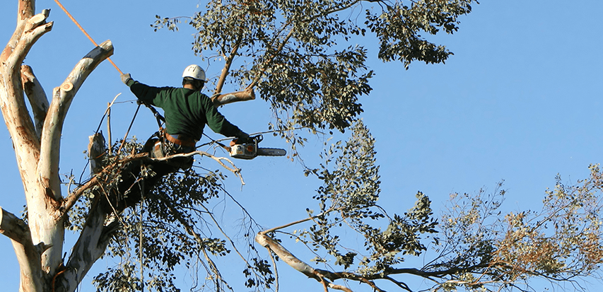 local tree removal companies