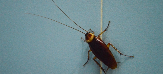 cockroach termination