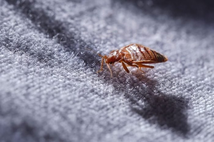 Does Cold Weather Eliminate Bed Bugs?